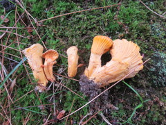Cantharellus camphoratus