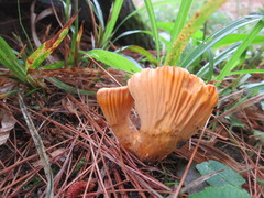 Cantharellus camphoratus
