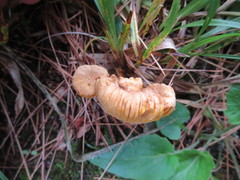 Cantharellus camphoratus