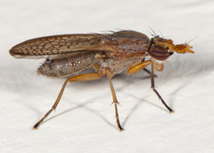 Limnia conica
