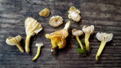 Hygrocybe caespitosa