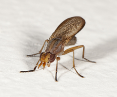 Limnia conica