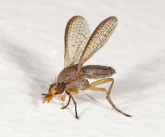Limnia conica