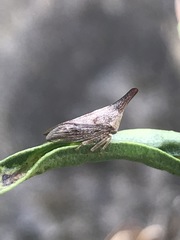 Aconophora laminata