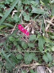 Glandularia peruviana