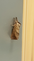 Clostera anastomosis