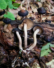 Agrocybe firma