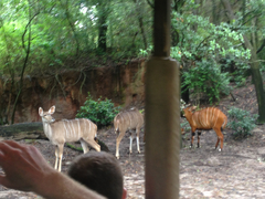Tragelaphus