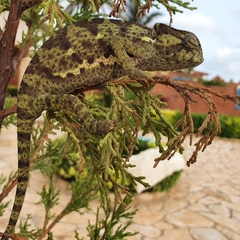 Chamaeleo senegalensis