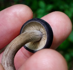 Agrocybe firma