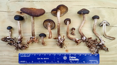 Agrocybe firma