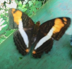 Adelpha malea