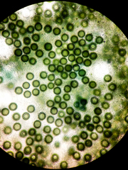 Elaphomyces muricatus