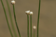 Eriocaulon cinereum