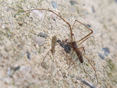 Tetragnatha