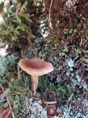 Lactarius oculatus