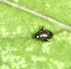 Halticini