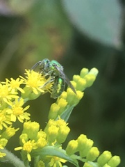 Augochloropsis viridula