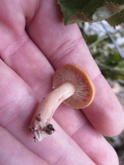 Lactarius oculatus