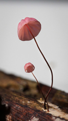 Marasmius haematocephalus