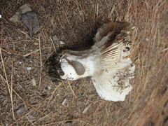 Russula adusta