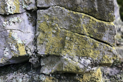 Leproplaca chrysodeta