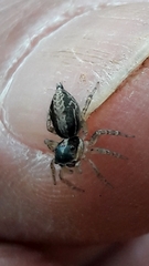 Maeota dichrura