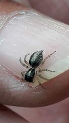 Maeota dichrura