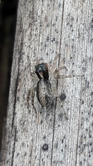 Maeota dichrura