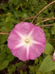 Ipomoea orizabensis novogaliciana