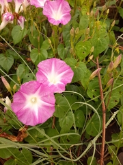 Ipomoea orizabensis novogaliciana