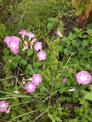 Ipomoea orizabensis novogaliciana