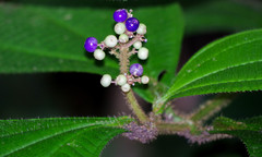 Miconia conodentata