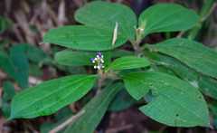 Miconia conodentata