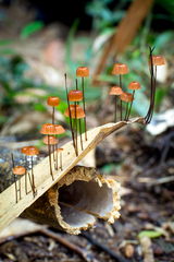 Marasmius brunneoaurantiacus