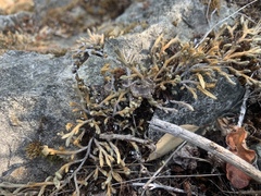 Selaginella wallacei