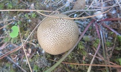 Scleroderma meridionale