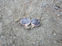 Scleroderma meridionale