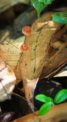 Marasmius brunneoaurantiacus