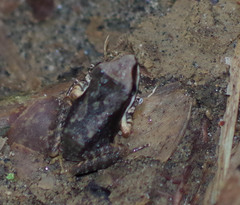 Pristimantis achatinus