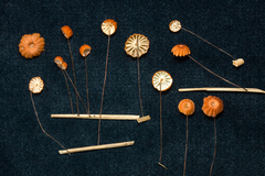 Marasmius brunneoaurantiacus