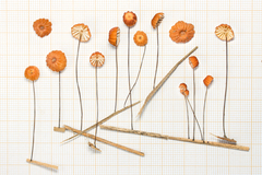 Marasmius brunneoaurantiacus