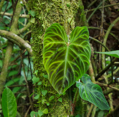 Philodendron verrucosum