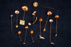Marasmius brunneoaurantiacus