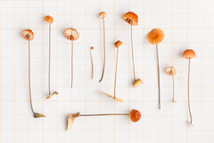 Marasmius brunneoaurantiacus