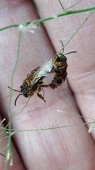 Paratetrapedia flaveola