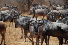 Connochaetes taurinus albojubatus