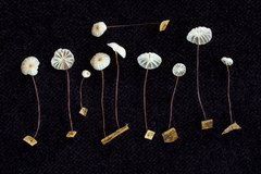 Marasmius somalomoensis