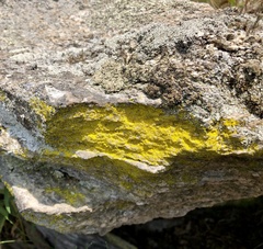 Chrysothrix insulizans