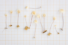 Marasmius somalomoensis